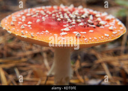 Amonita toxiques champignons agaric. rouge à pois blancs. Banque D'Images