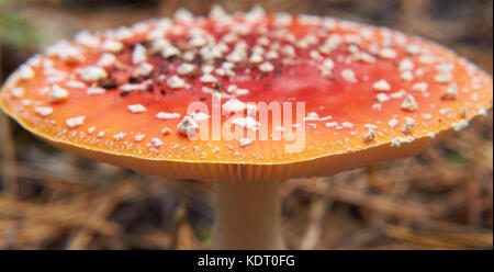 Amonita toxiques champignons agaric. rouge à pois blancs. Banque D'Images