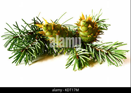 Décoration de Noël - bouquet de sapin douglas avec les cônes isolé sur fond blanc Banque D'Images