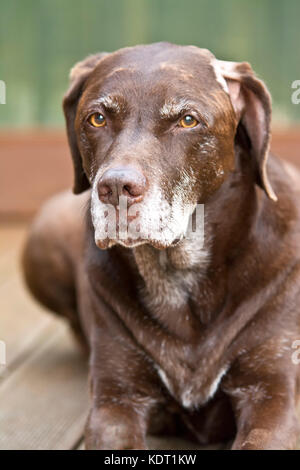 Jake est un labrador chocolat de douze ans braque de cross race. Banque D'Images
