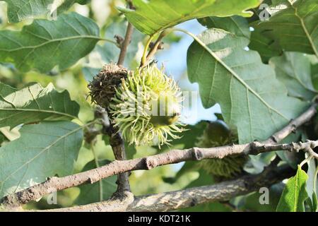 Le chêne à gros glands - Quercus macrocarpa - variété de chêne blanc de la famille et de l'Est des États-Unis et au Canada. L'image est un spécimen de l'horticulture acorn leaf Banque D'Images