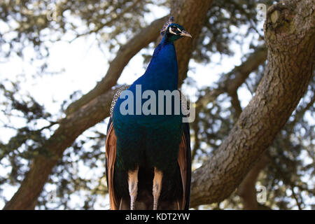 Paon bleu dans l'arbre Banque D'Images