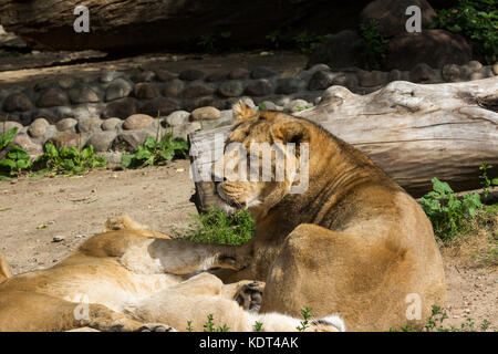 Lion fierté repose après la chasse, le lion d'Asie mâle et deux femelles Banque D'Images