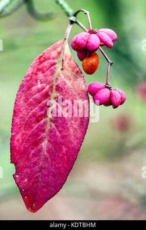 Euonymus europaeus 'Red Cascade', l'arbre de fusée Banque D'Images