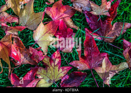 Les feuilles d'automne lumineux allongé sur l'herbe. Banque D'Images