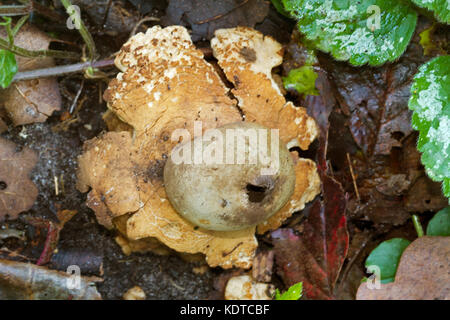 Earthstar à collier, un champignon vesse-de-comme de plus en plus, dans la litière Banque D'Images