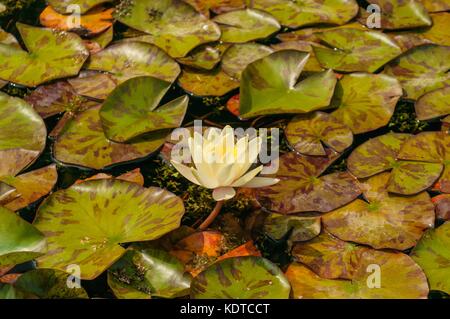 Seule la fleur de lotus blanc, nénuphar, parmi les nénuphars Banque D'Images