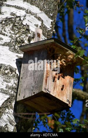 Grand hornet dans un nid d'oiseau, Idyll rural en bavière, Panorama automnal coloré, landes Banque D'Images