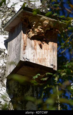 Grand hornet dans un nid d'oiseau, Idyll rural en bavière, Panorama automnal coloré, landes Banque D'Images