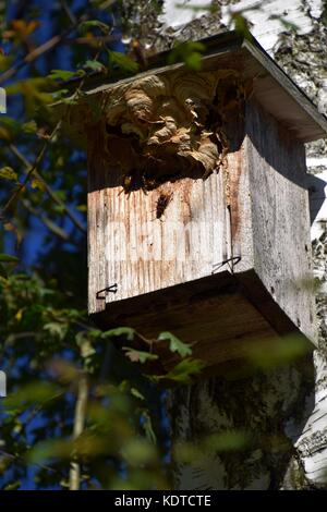 Grand hornet dans un nid d'oiseau, Idyll rural en bavière, Panorama automnal coloré, landes Banque D'Images