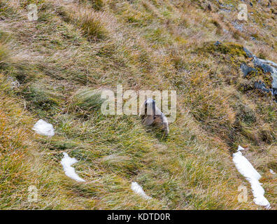 Marmotte alpine sur l'automne. Kaiser Franz Joseph glacier, haute route alpine du grossglockner dans Alpes autrichiennes. Banque D'Images