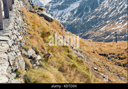 Marmotte alpine sur l'automne. Kaiser Franz Joseph glacier, haute route alpine du grossglockner dans Alpes autrichiennes. Banque D'Images