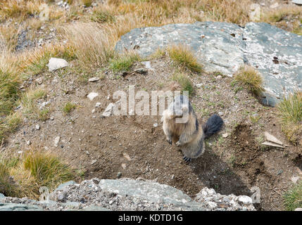 Marmotte alpine sur l'automne. Kaiser Franz Joseph glacier, haute route alpine du grossglockner dans Alpes autrichiennes. Banque D'Images