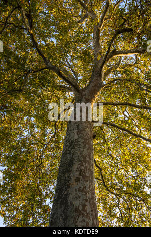 Grand platane (Platanus) dans jardin public - La Rochelle, France. Banque D'Images