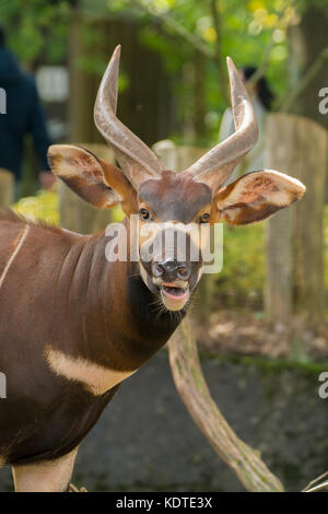 Bel animal - grande antilope bongo est extrêmement rare, ne laissant que des animaux au Kenya. Banque D'Images