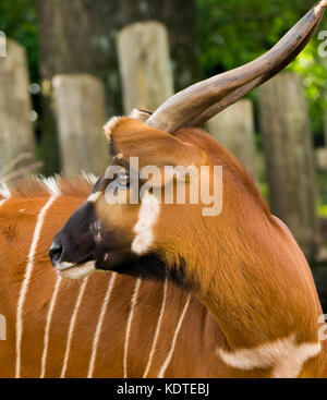 Bel animal - grande antilope bongo est extrêmement rare, ne laissant que des animaux au Kenya. Banque D'Images