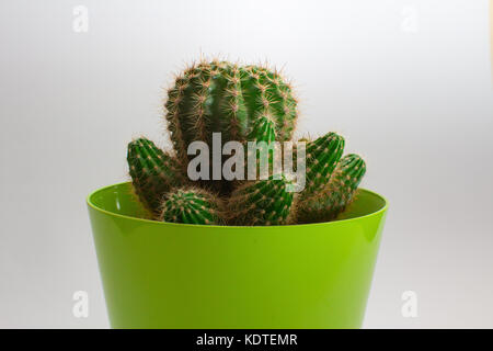 Close-up of cactus against white background Banque D'Images