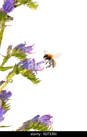 Bee en vol près de flower Banque D'Images
