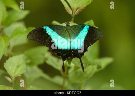 Papilio breakfast crino, la commune de bagué Peacock, est une espèce de papillon machaon (Papilionidae) trouvés dans les régions du sous-continent indien, Banque D'Images
