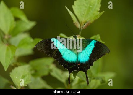 Papilio breakfast crino, la commune de bagué Peacock, est une espèce de papillon machaon (Papilionidae) trouvés dans les régions du sous-continent indien, Banque D'Images