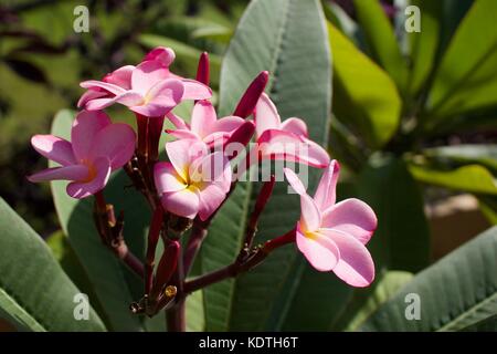 Grappe de jolies fleurs de Plumeria rose (Frangipani) en pleine fleur Banque D'Images