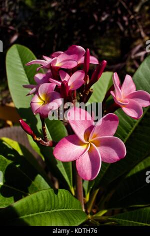 Grappe de jolies fleurs de Plumeria rose (Frangipani) en pleine fleur Banque D'Images