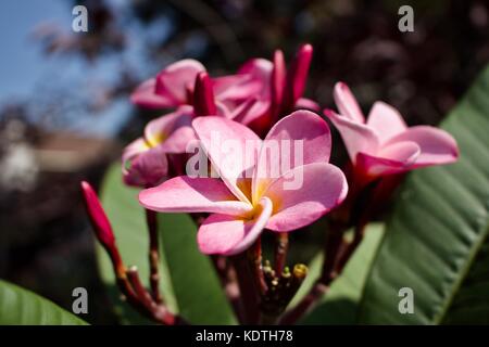 Grappe de jolies fleurs de Plumeria rose (Frangipani) en pleine fleur Banque D'Images