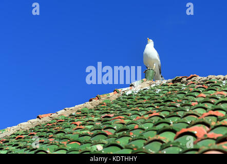 Seagull sur tuiles marocaines en forteresse à Essaouira. Maroc Banque D'Images