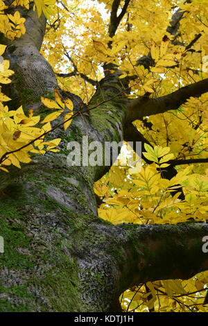 Les noyers cendrés appartenant à la famille d'hickory en automne automne cherchant le tronc principal. cara cordiformis. Banque D'Images