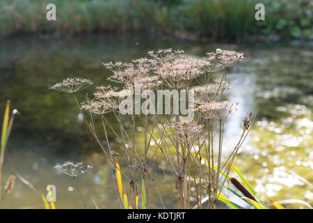 Les plantes séchées en face d'un petit étang Banque D'Images