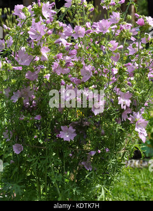 Musk mallow dans lit de jardin Banque D'Images