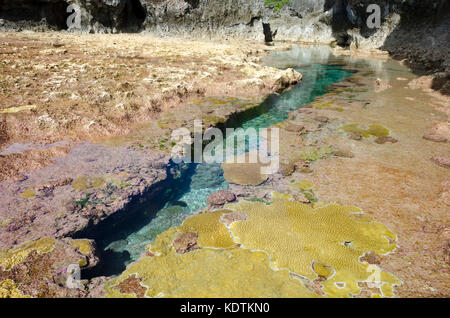 Rock Pools dans les récifs coralliens, Talava, Niue, Pacifique Sud Banque D'Images