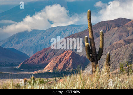 La première lumière sur le cactus et les collines de la quebrada de humahuacha nr maimara, province de Jujuy, Argentine Banque D'Images