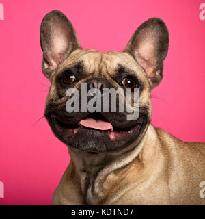 Bouledogue français, 18 mois, contre fond rose Banque D'Images