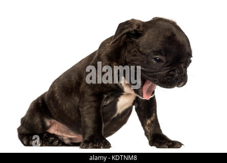 Bouledogue français chiot assis, bâillements, isolated on white Banque D'Images