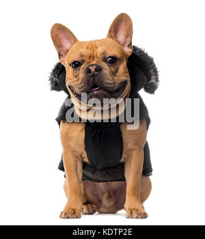 Bouledogue français portant un manteau in front of white background Banque D'Images