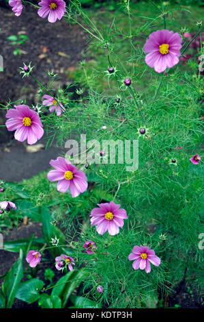 Fleurs roses dans un parc à Kandy au Sri Lanka Banque D'Images