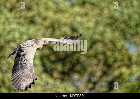 Buse variable en voler.(Buteo buteo) Banque D'Images