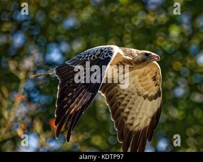 Buse variable en voler.(Buteo buteo) Banque D'Images