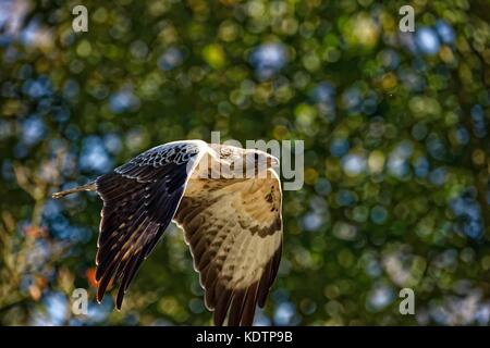 Buse variable en voler.(Buteo buteo) Banque D'Images