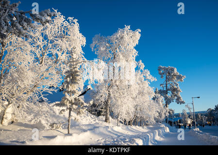 Les arbres gelés en hiver à saariselka, Laponie, Finlande Banque D'Images