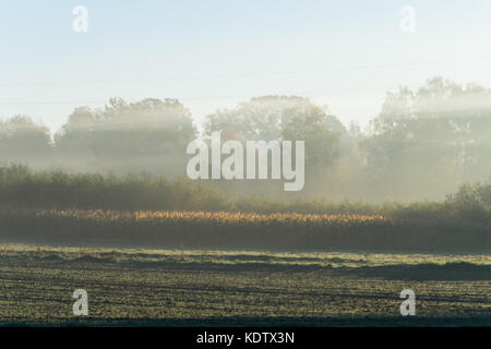 Głębowice, Pologne. 16 Oct, 2017. Matin brumeux d'automne, Głębowice, la Pologne, l'Europe. Głębowice, Pologne, Europe, 16 Oct, Natura 2000, Głębowice, Pologne, Europe, 2017. Cela va être une très belle journée chaude d'automne, malgré le matin brumeux. Il n'y a pas de nuage dans le ciel, bleu ciel. Le soleil levant éclaire magnifiquement les feuilles d'automne sur les arbres. Credit : w124merc / Alamy Live News Banque D'Images