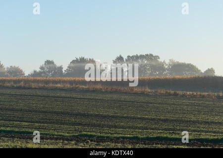 Głębowice, Pologne. 16 Oct, 2017. Matin brumeux d'automne, Głębowice, la Pologne, l'Europe. Głębowice, Pologne, Europe, 16 Oct, Natura 2000, Głębowice, Pologne, Europe, 2017. Cela va être une très belle journée chaude d'automne, malgré le matin brumeux. Il n'y a pas de nuage dans le ciel, bleu ciel. Le soleil levant éclaire magnifiquement les feuilles d'automne sur les arbres. Credit : w124merc / Alamy Live News Banque D'Images