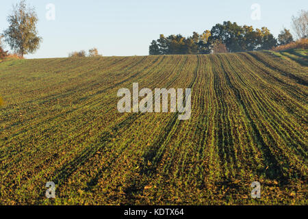 Głębowice, Pologne. 16 Oct, 2017. Matin brumeux d'automne, Głębowice, la Pologne, l'Europe. Głębowice, Pologne, Europe, 16 Oct, Natura 2000, Głębowice, Pologne, Europe, 2017. Cela va être une très belle journée chaude d'automne, malgré le matin brumeux. Il n'y a pas de nuage dans le ciel, bleu ciel. Le soleil levant éclaire magnifiquement les feuilles d'automne sur les arbres. Credit : w124merc / Alamy Live News Banque D'Images