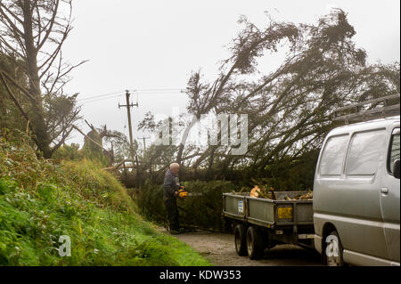 Schull, Irlande 16 octobre 2017. L'ex-ouragan Ophelia a causé des dommages structurels très répandus lorsqu'elle a frappé l'Irlande lundi. Des volontaires locaux déchêchent un arbre tombé près de Schull. Crédit : AG News/Alay Live News. Banque D'Images