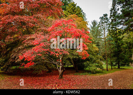 Westonbirt Arboretum, Gloucestershire, Royaume-Uni. 16 Oct, 2017. Westonbirt Arboretum National près de Tetbury, Gloucestershire, Angleterre du Sud-Ouest, Royaume-Uni. 16 Oct, 2017. Voir le rouge vif des couleurs d'automne des érables du Japon (Acer palmatum) dans la feuille sur l'affichage à Westonbirt Arboretum près de Tetbury, Gloucestershire, Royaume-Uni. Credit : Graham Prentice/Alamy Live News Banque D'Images