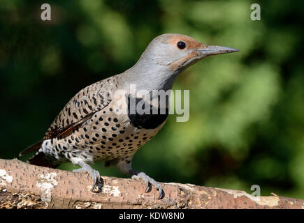 Femelle, Red Shafted Northern Flicker Banque D'Images