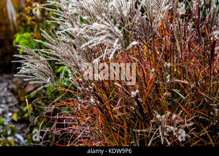 Silvergrass chinois, Miscanthus 'Ferner Osten' jardin d'automne herbe jeune fille naine Banque D'Images