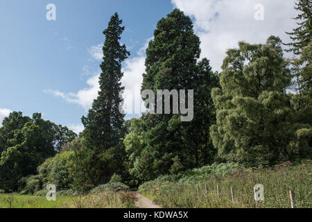Balmacaan Bois près de Inverness en Écosse. L'été. Banque D'Images