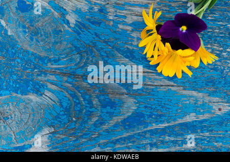 Doux, petit bouquet de fleurs de calendula et de violette sur le dessus d'un ancien conseil en bois peint avec goujons, la texture, l'arrière-plan, papier peint Banque D'Images